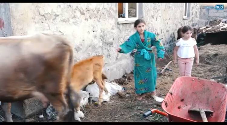 Պատերազմից պոկված մանկություն․ 12-ամյա արցախցի աղջնակը ստիպված Վարդենիկում կով է կթում, տուն պահում (տեսանյութ)