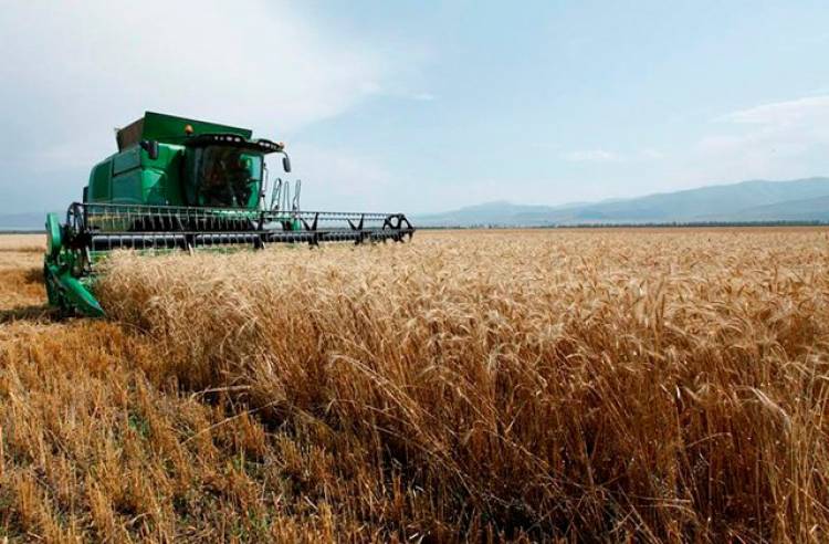 Ցանքատարածություններն ավելացել են, բերքատվությունը՝ պակասել. «Ժողովուրդ»