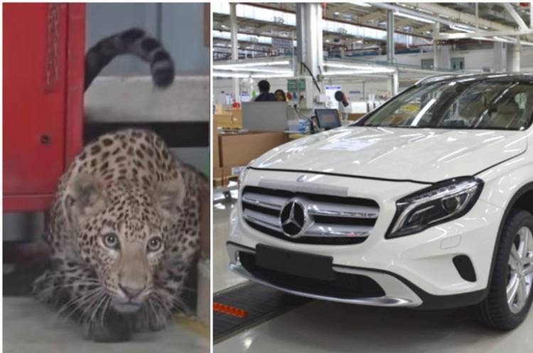 Վայրի ընձառյուծը ներխուժել է Mercedes-Benz-ի գործարան