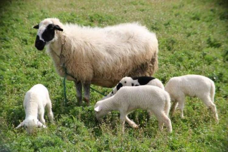 Դարանակցի դասվարը ոստիկաններին հայտնել է, որ որդին գողացել է իր ոչխարներին, այծերին ու գառներին
