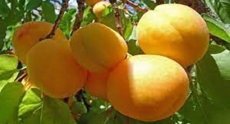 Ի՞նչ զարմանալի հատկություններ ունի ծիրանը