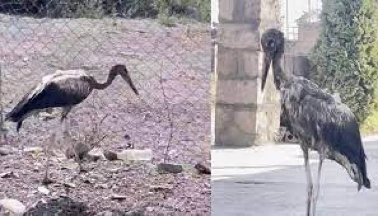 «Հայաստանի արագիլները հիմա այս տեսքն ունեն». Սամսոն Գրիգորյան․ Տեսանյութ