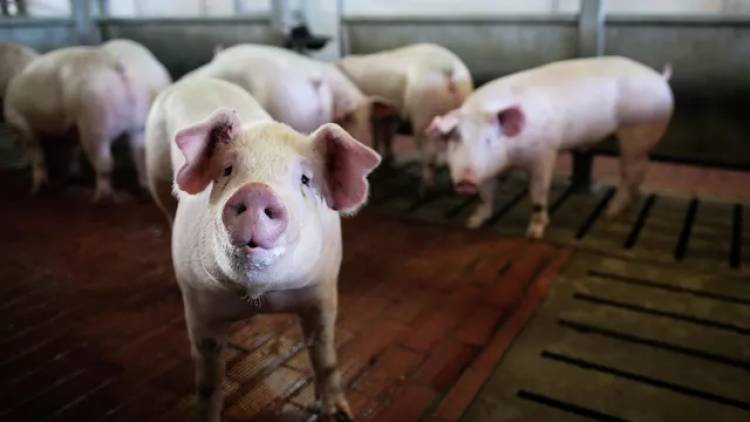 В экстренных службах раскрыли подробности поимки свиньи у МКАД