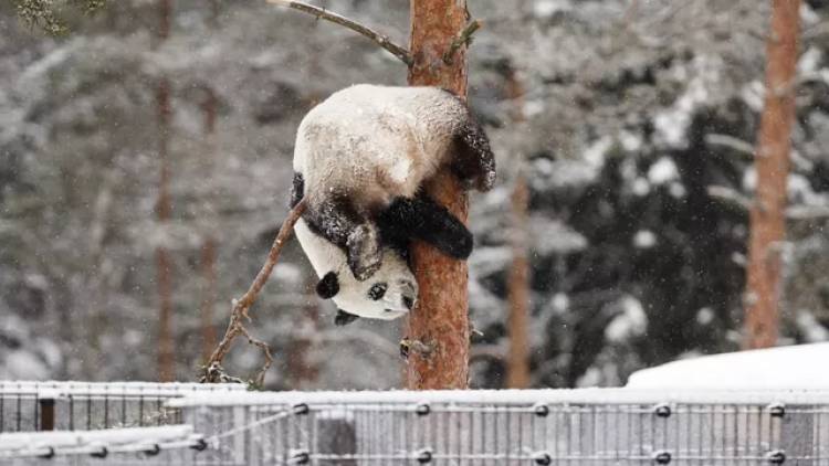 Финский зоопарк решил вернуть панд Китаю
