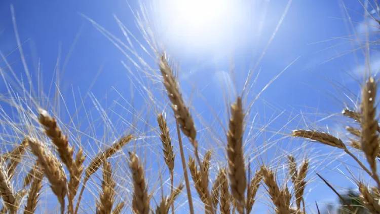 Источник: Россия рассчитывает вывести продукцию на рынок по зерновой сделке