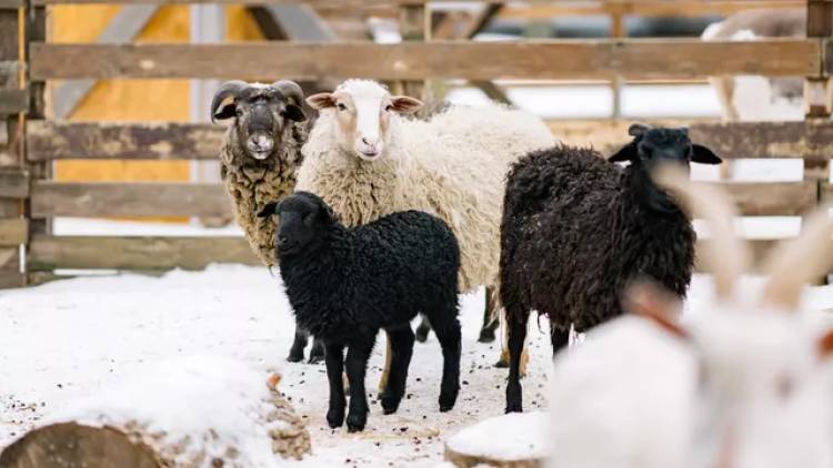 Москвичи выберут имя для овечки, которая родилась на ВДНХ