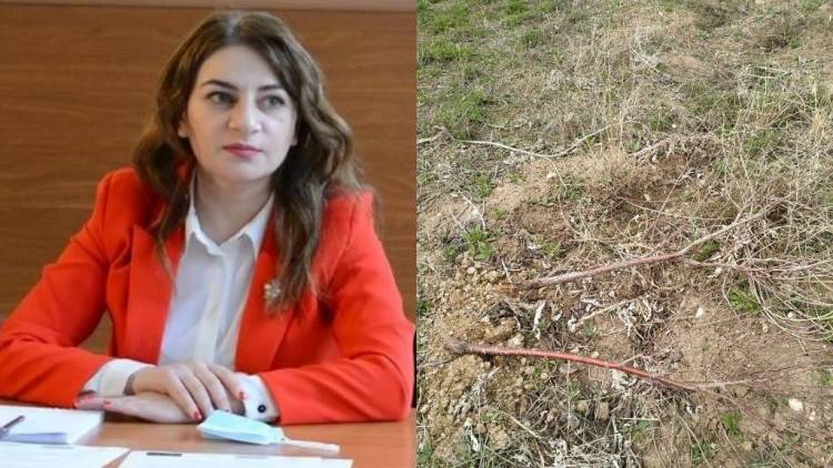 Անհայտ անձինք ոչնչացրել են լրագրողին պատկանող այգին. ահազանգ