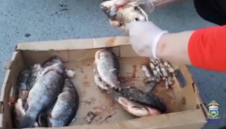 Նախկինում դատապարտված թոշակառու կինը ձկների մեջ թմրանյութ է թաքցրել (տեսանյութ)