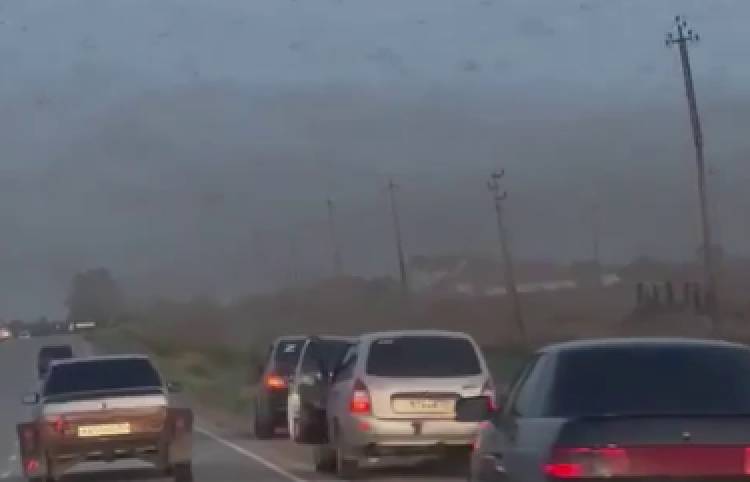 ՌԴ-ն մորեխների «ամպեր» են պատել (տեսանյութ)