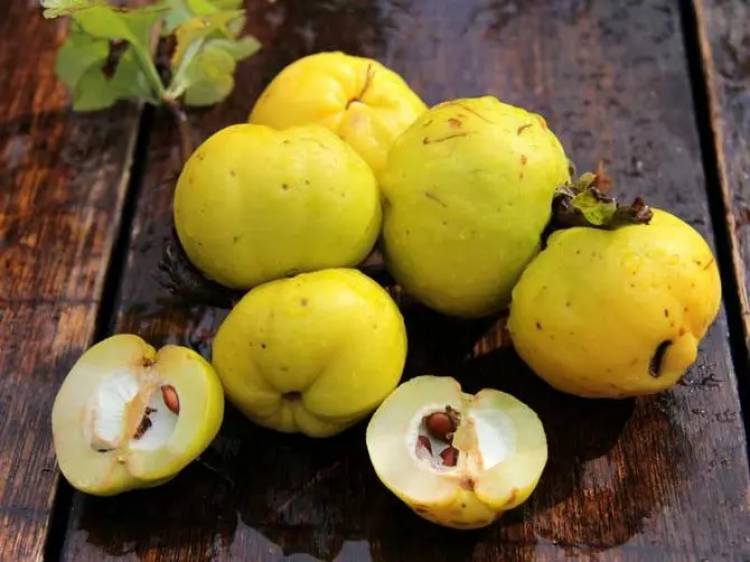 Սերկևիլ. օգտակար հատկություններն ու հակացուցումները