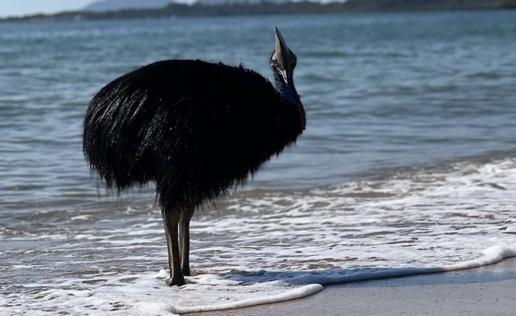 2 մետրանոց «աշխարհի ամենավտանգավոր թռչունը» դուրս է եկել օվկիանոսից ու հայտնվել հանրային լողափում (տեսանյութ)