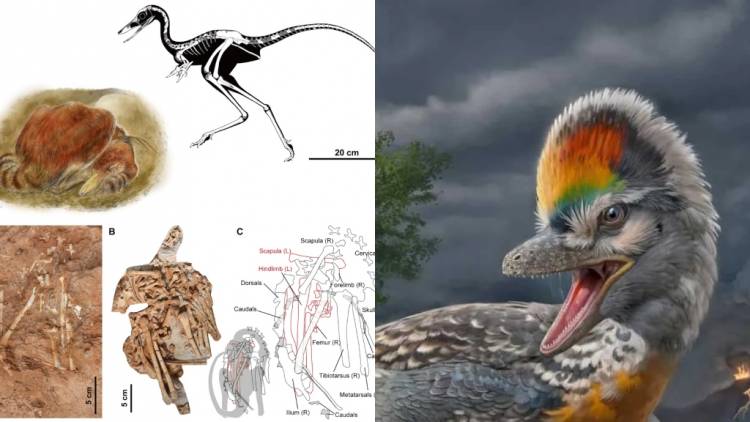 Դինոզավրի նոր տեսակ է հայտնաբերվել․ մանրամասներ