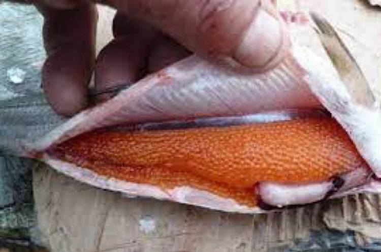 Քաղաքապետարանը ձուկ վաճառողներից 400 կգ սիգ և ձկնկիթ է առգրավել