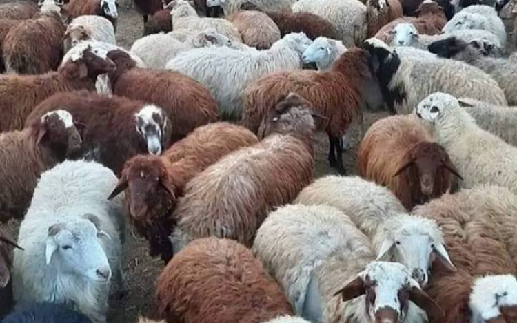 Արայի գյուղի դաշտից գողացել էին ոչխարի ամբողջ հոտը․ մանրամասներ