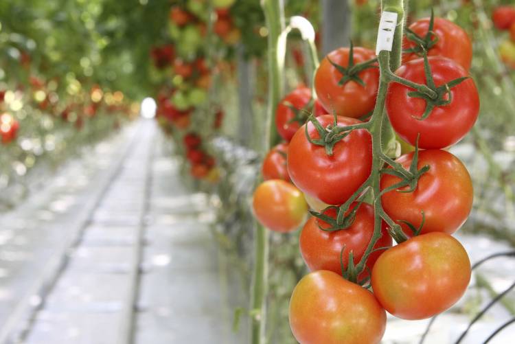 Ո՞ր մրգերն ու բանջարեղենն ավելի լավ է չուտել ձմռանը, և ի՞նչով կարելի է փոխարինել դրանք