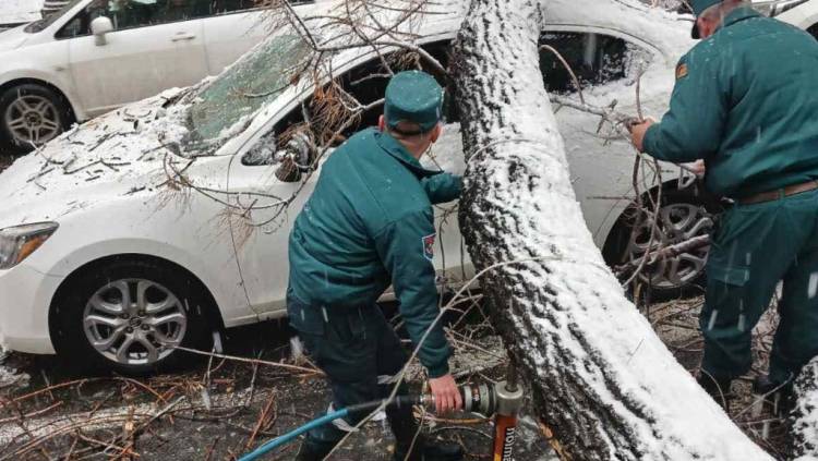 Ծառը շրջվել է «Toyota», «Mitsubishi» և «VAZ» մեքենաների վրա․ նոր մանրամասներ