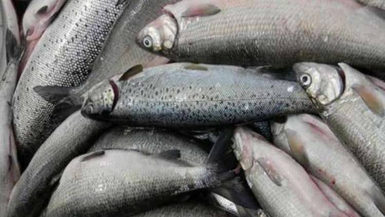 Արփա գետում ապօրինի ձկնորսության դեպք է արձանագրվել