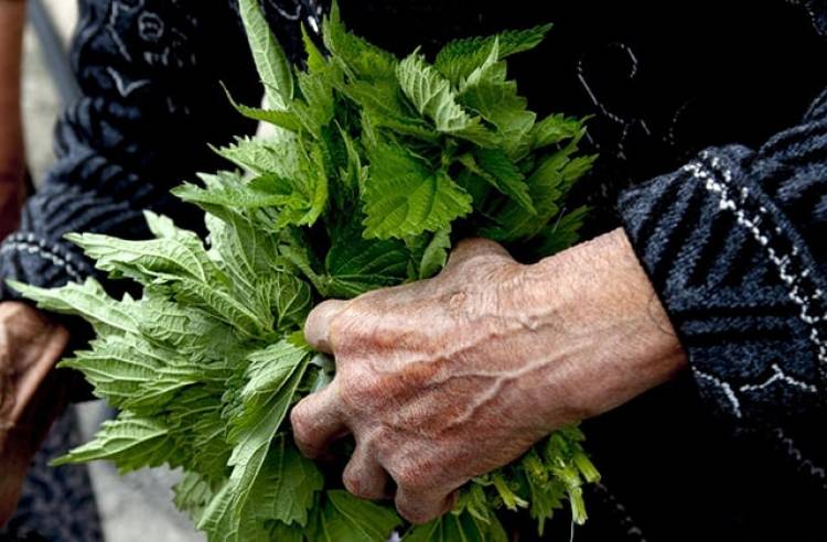 Եղինջ. ի՞նչ օգտակար հատկություններ ունի