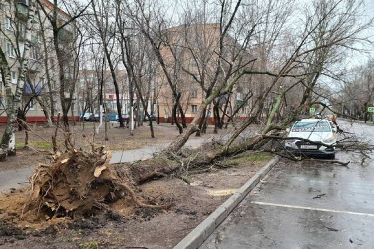 Մոսկվայում և տարածաշրջանում փոթորիկը տապալել է ավելի քան հարյուր ծառ (տեսանյութ)