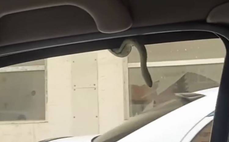 Օձն Ադրբեջանում ներխուժել է քաղաքային ավտոմեքենայի խցիկ (տեսանյութ)