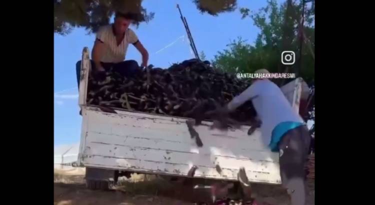 Անթալիայում ֆերմերները դեն են նետում սմբուկի բերքը․ հայտնի է պատճառը (տեսանյութ)