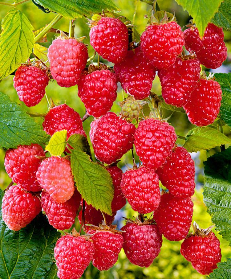 Ո՞վ չպետք է ազնվամորի ուտի