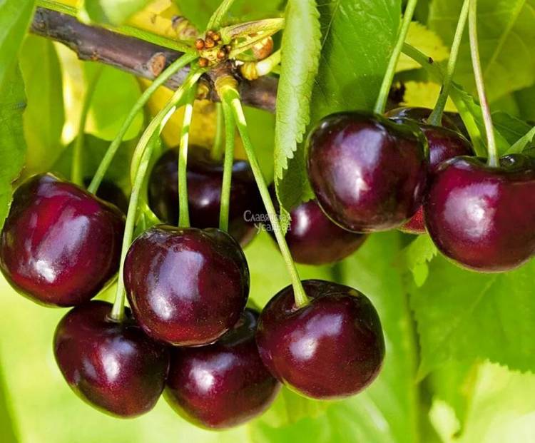 Բարելավում են տեսողությունը, պայքարում բարձր ճնշման դեմ... բալ թե կեռաս. բժիշկը նշել է, որ հատապտուղն է ավելի առողջարար
