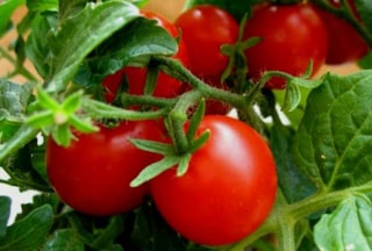 Կարմիր ոսկի. 7 պատճառ՝ ամենօրյա սննդակարգում լոլիկ ներառելու համար