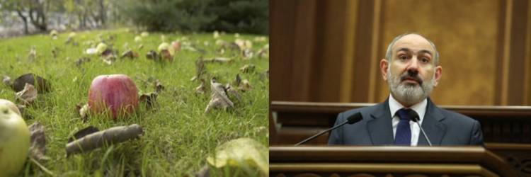Խնձորը կօգնի՞ հայտնաբերել իրական Հայաստանը. «Փաստ»