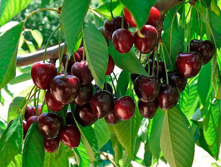Այս 3 մթերքները թարմացնում են լյարդը և պաշտպանում քաղցկեղից, սակայն քչերը գիտեն այդ մասին
