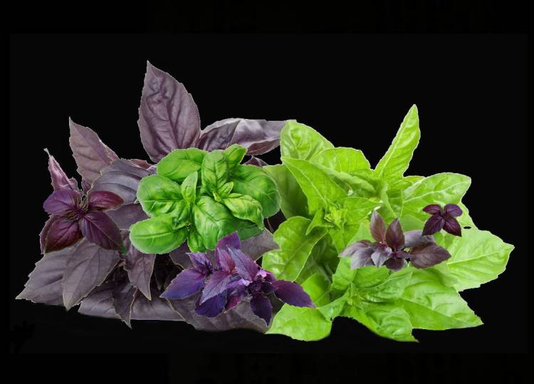 Որոնք են ռեհանի օգտակար հատկությունները, ու՞մ է հակացուցված