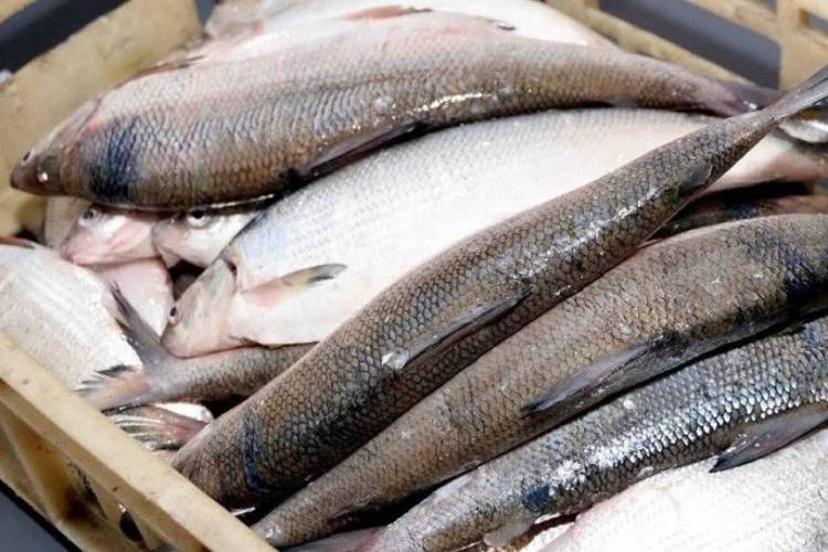 Նոյեմբերի 15-ից դեկտեմբերի 9-ը ստուգայցի ընթացքում առգրավվել է 1,215 կգ «սիգ» տեսակի ձուկ