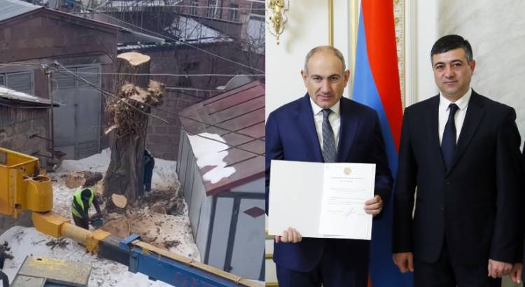 «Սարիկ Մինասյան, ինչո՞ւ են ձմռանը կտրում առողջ ծառը» (տեսանյութ)