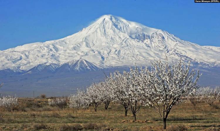 Ծիրանենիները ծաղկել են Արարատյան դաշտում