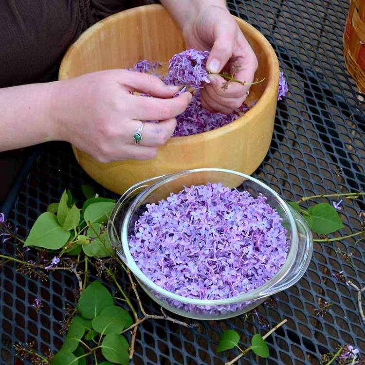 Որո՞նք են յասամանի բուժիչ հատկությունները, ինչպե՞ս պատրաստել բուժիչ յուղը