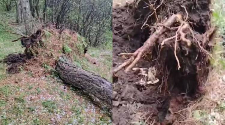 Արթիկում քամին տապալել է հսկայական ծառեր (տեսանյութ)